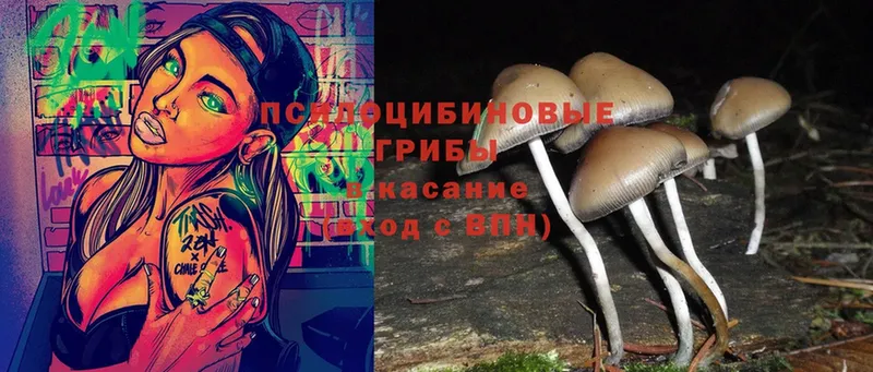 Галлюциногенные грибы Psilocybe  где купить наркотик  дарк нет состав  Коломна 